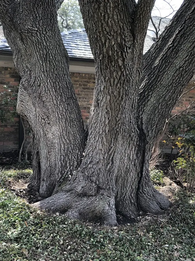 Mature heritage tree close to a Sheffield property cared for by certified arborists